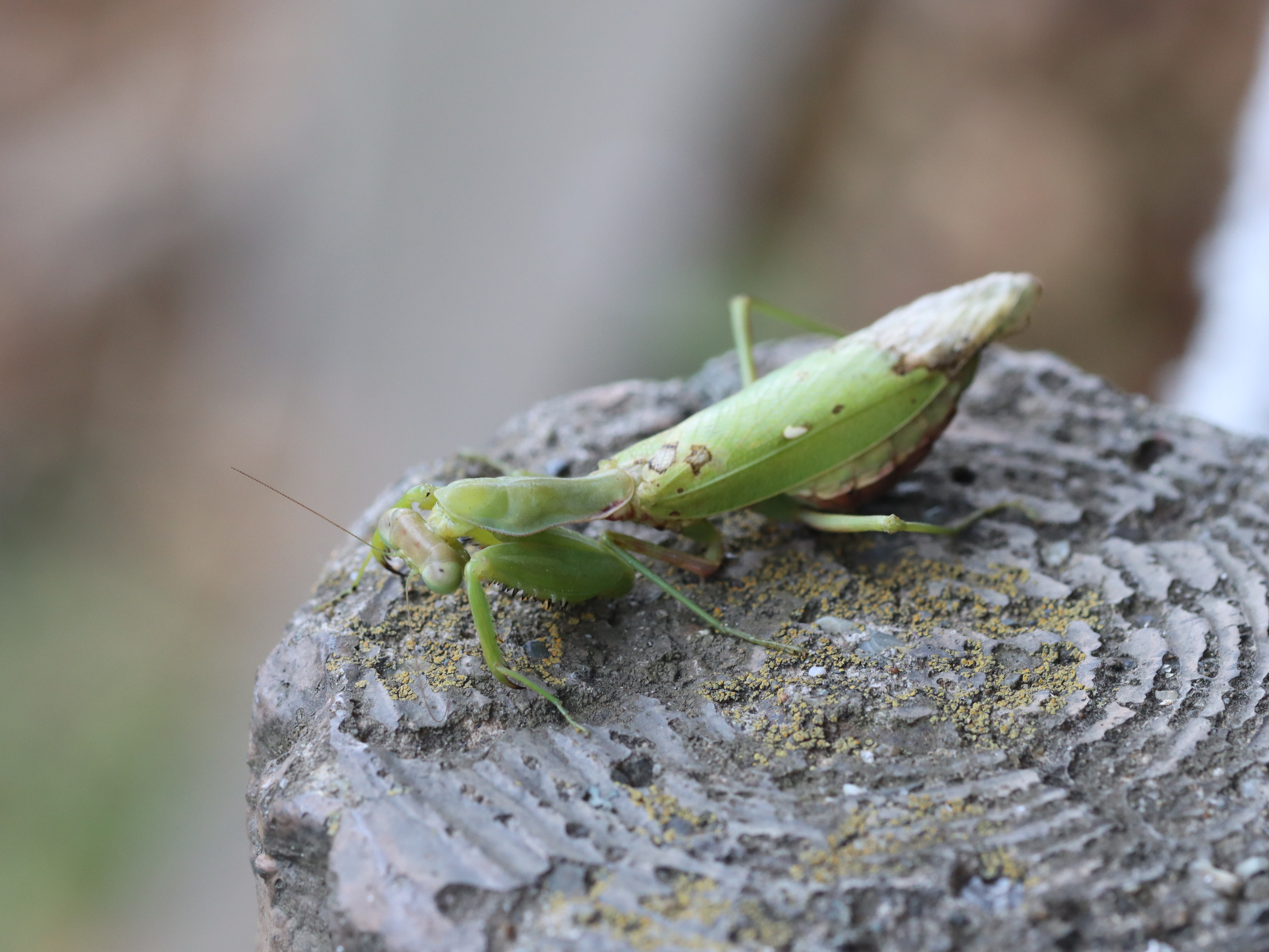 ハラビロカマキリ5